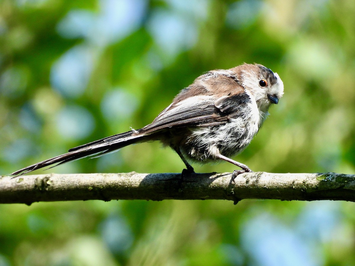 Long-tailed Tit - ML640330500