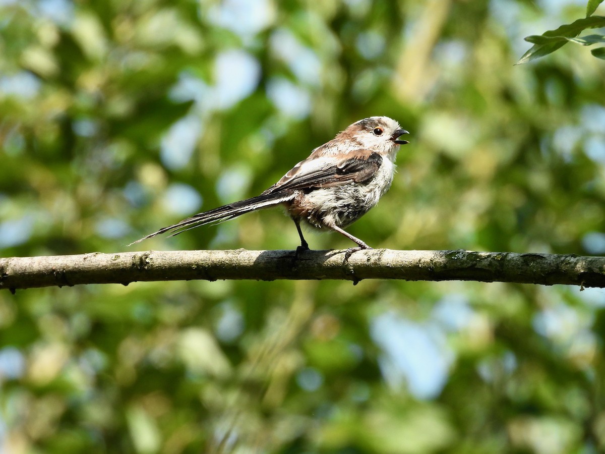 Long-tailed Tit - ML640330501