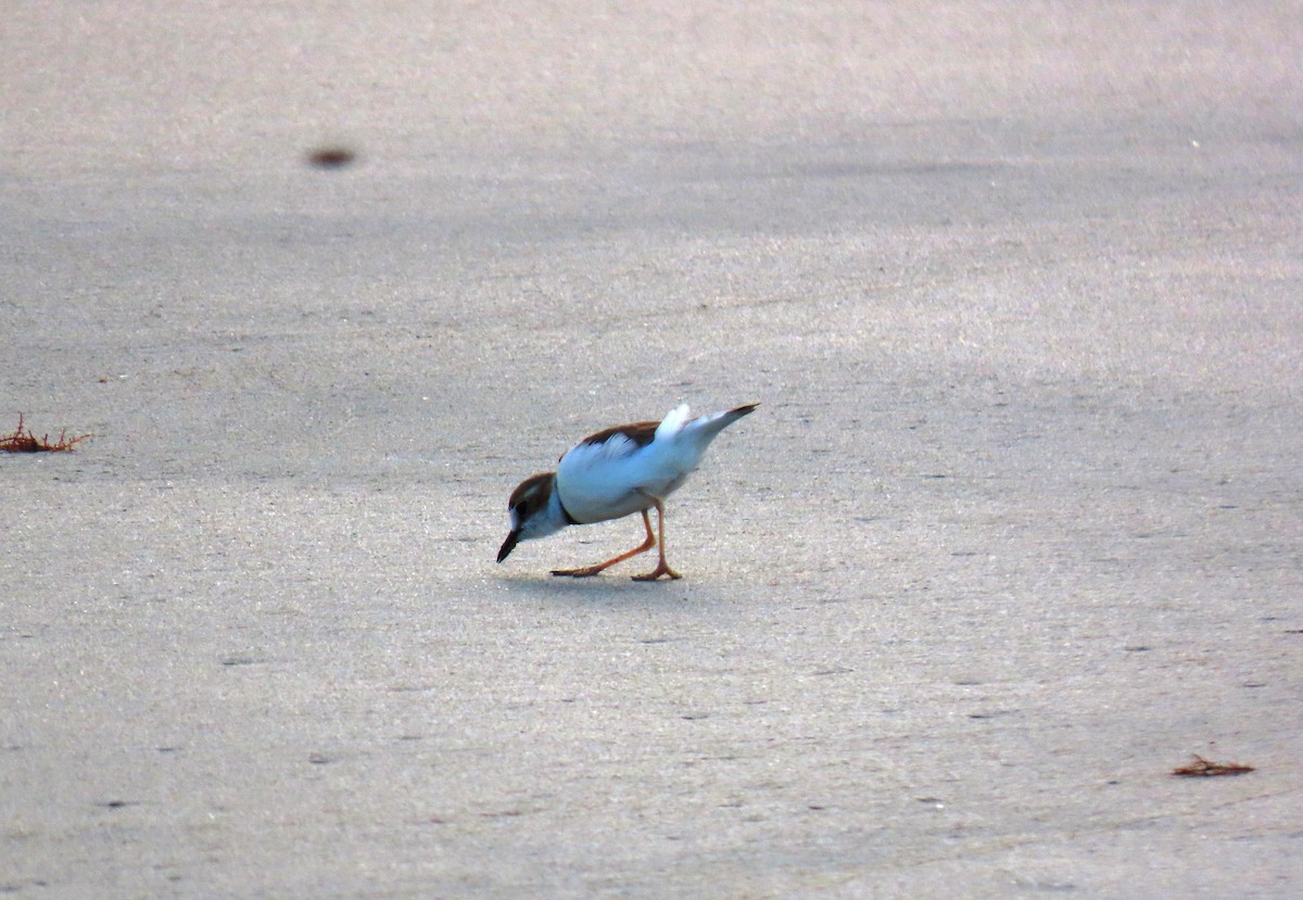 Collared Plover - ML640330504