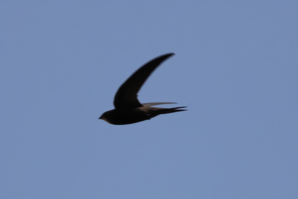 Common Swift - ML640330528