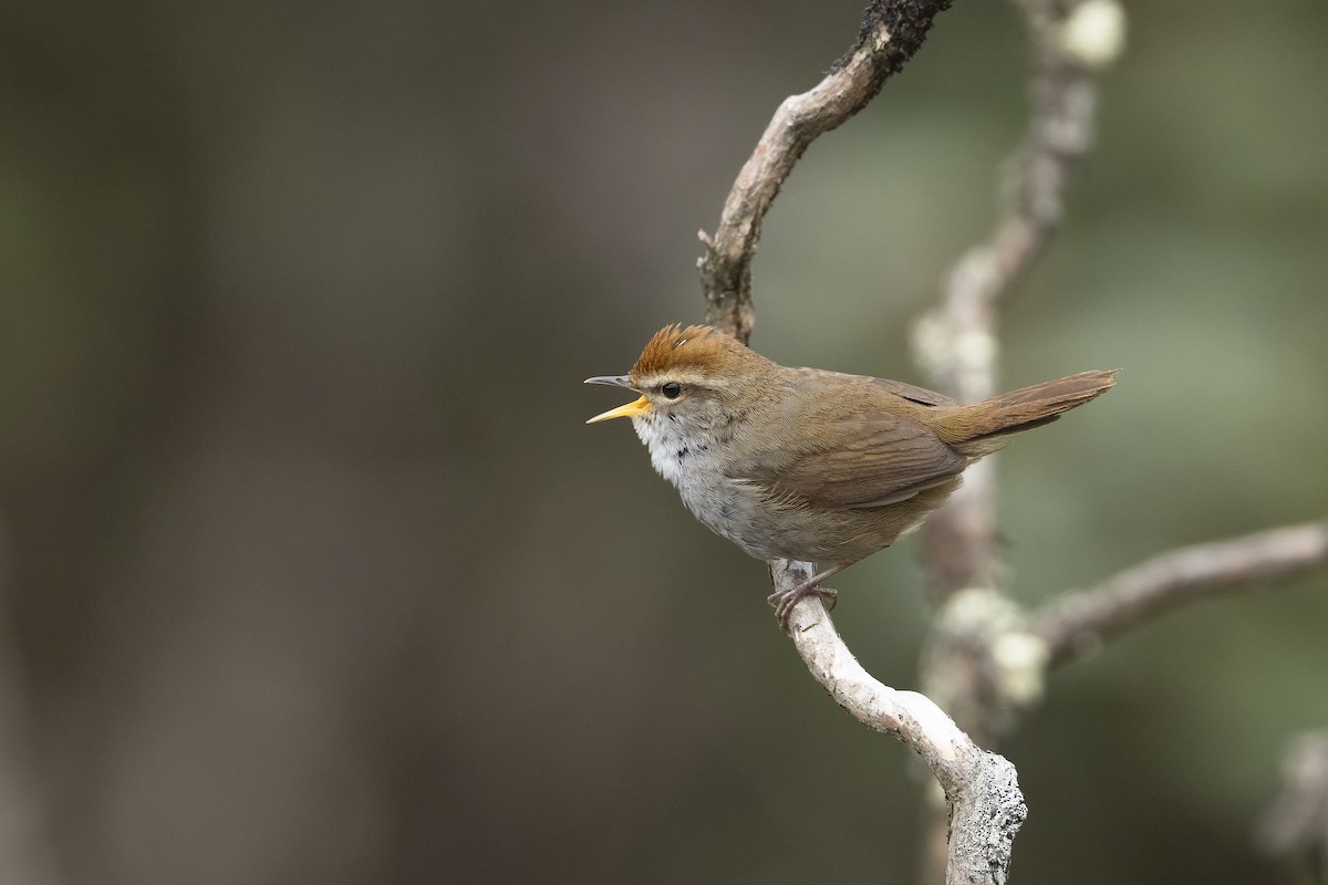 Chestnut-crowned Bush Warbler - ML640330539
