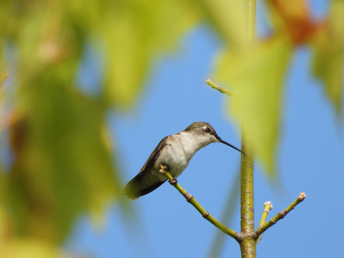 Colibrí Gorjirrubí - ML640330562