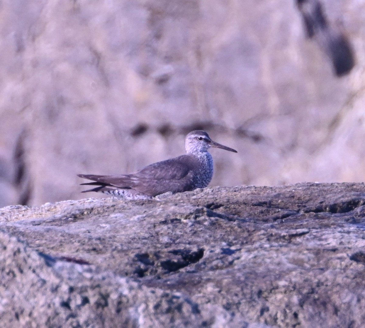 Wandering Tattler - ML640330629