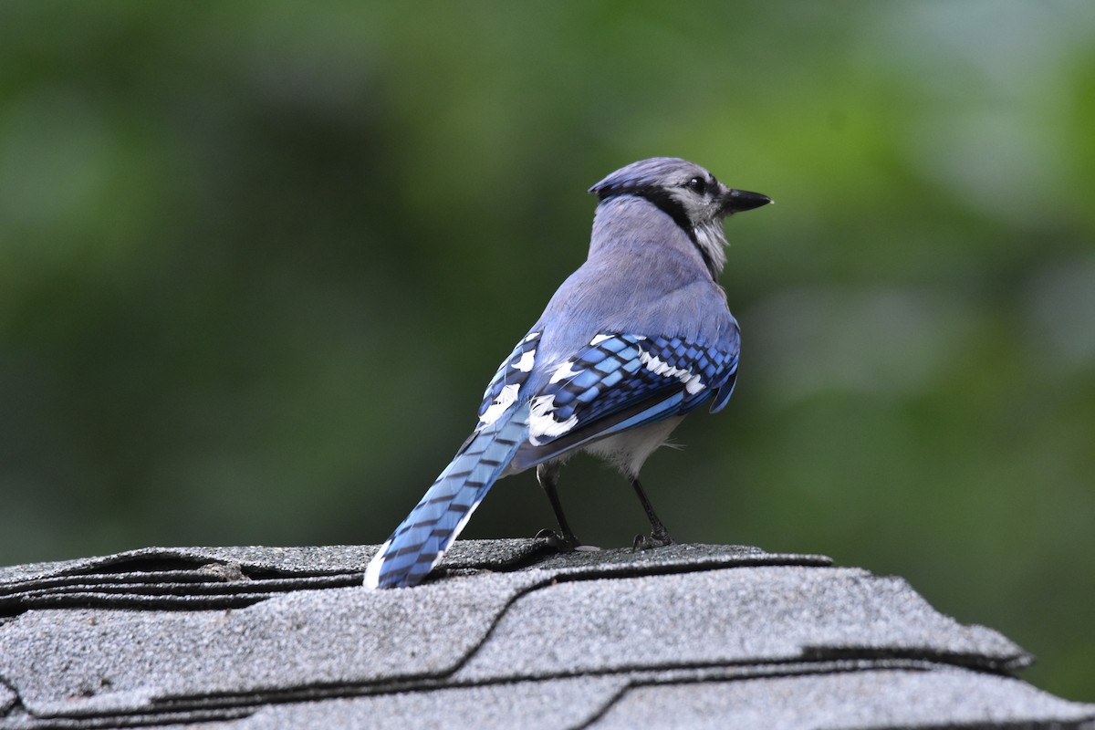 Blue Jay - ML640330644