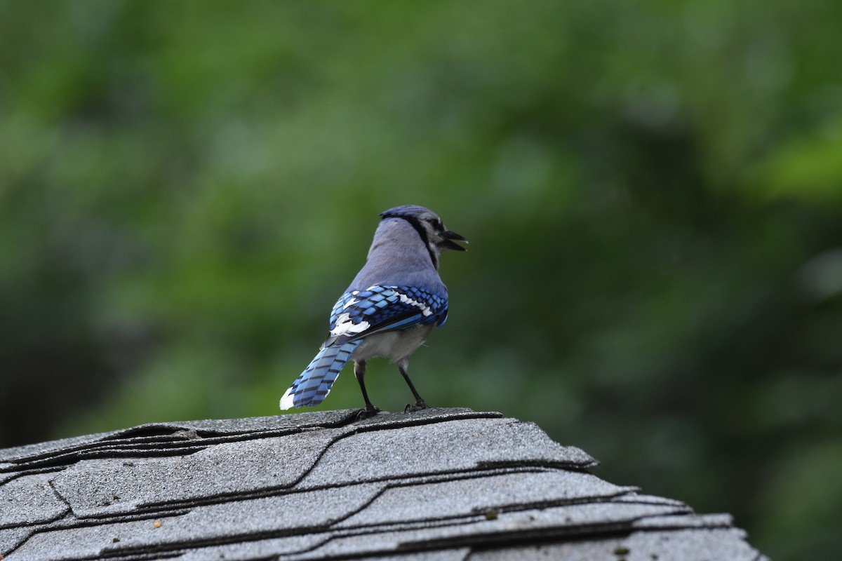 Blue Jay - ML640330645