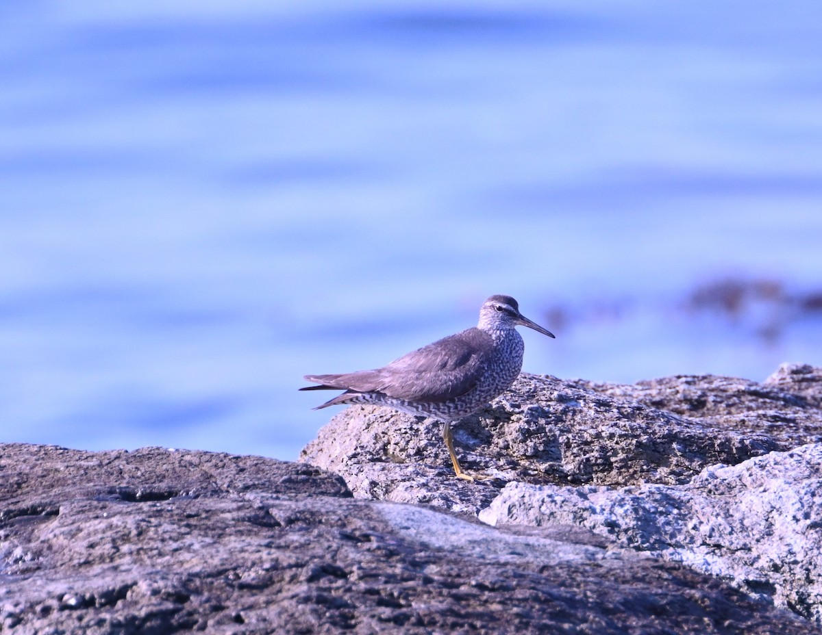 Wandering Tattler - ML640330659