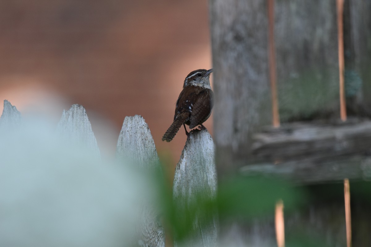 Carolina Wren - ML640330662