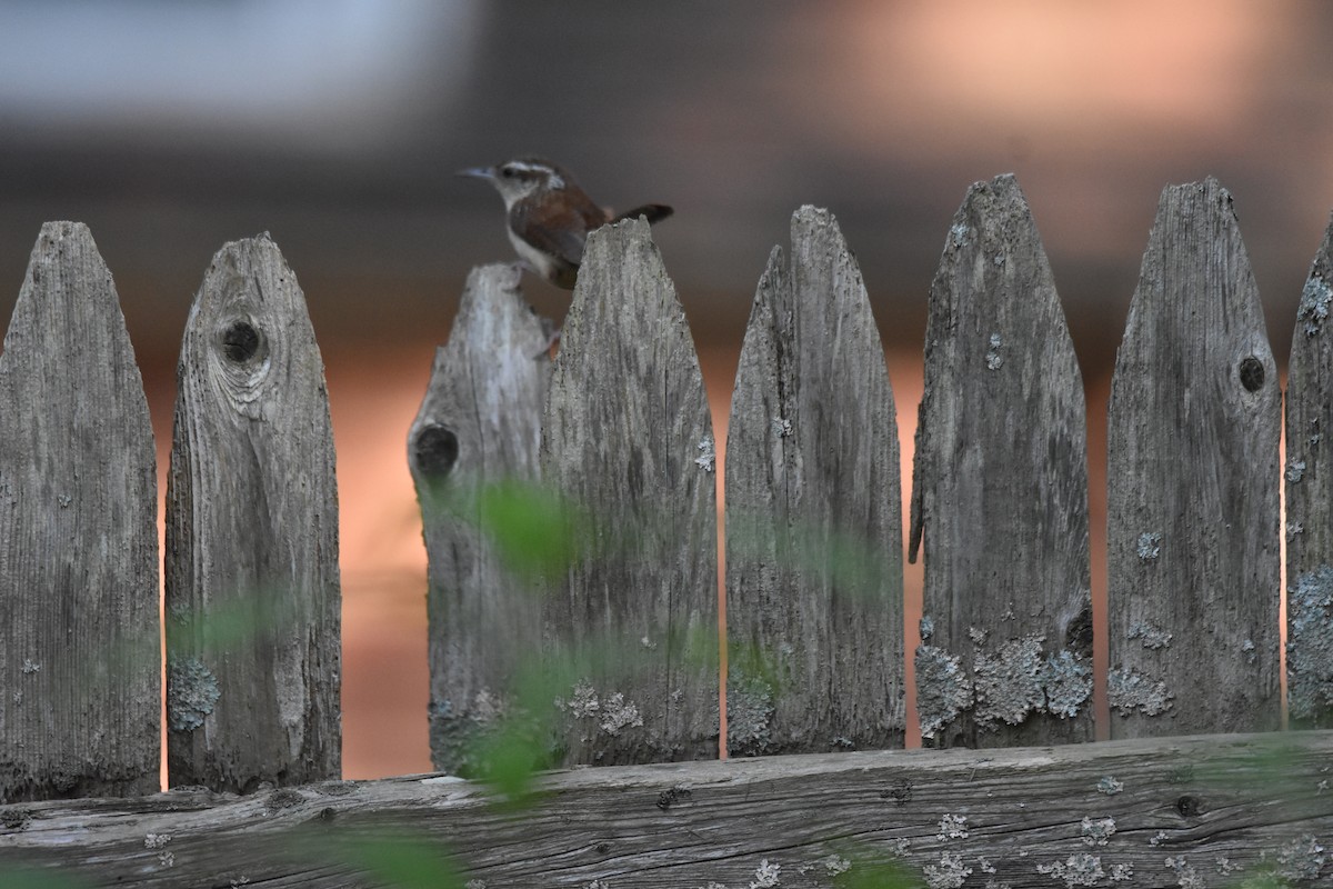 Carolina Wren - ML640330663
