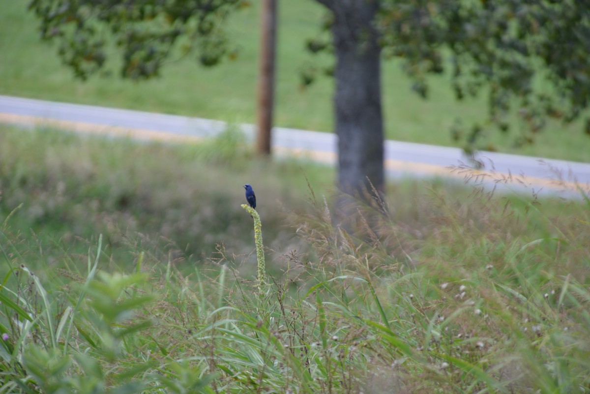 Blue Grosbeak - ML640330668