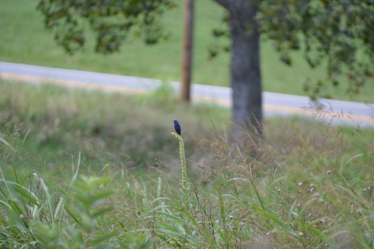 Blue Grosbeak - ML640330669