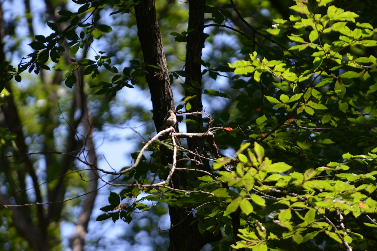 Tufted Titmouse - ML640330673