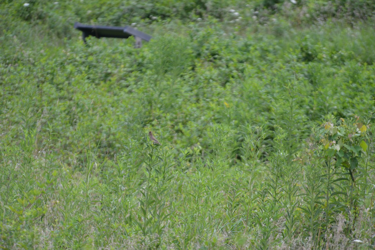 Blue Grosbeak - ML640330677