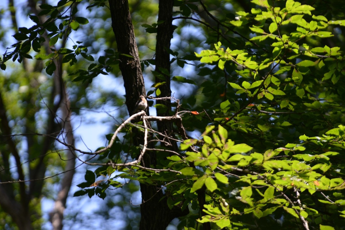 Tufted Titmouse - ML640330679