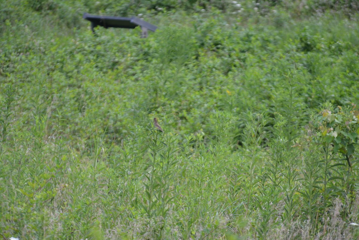 Blue Grosbeak - ML640330680