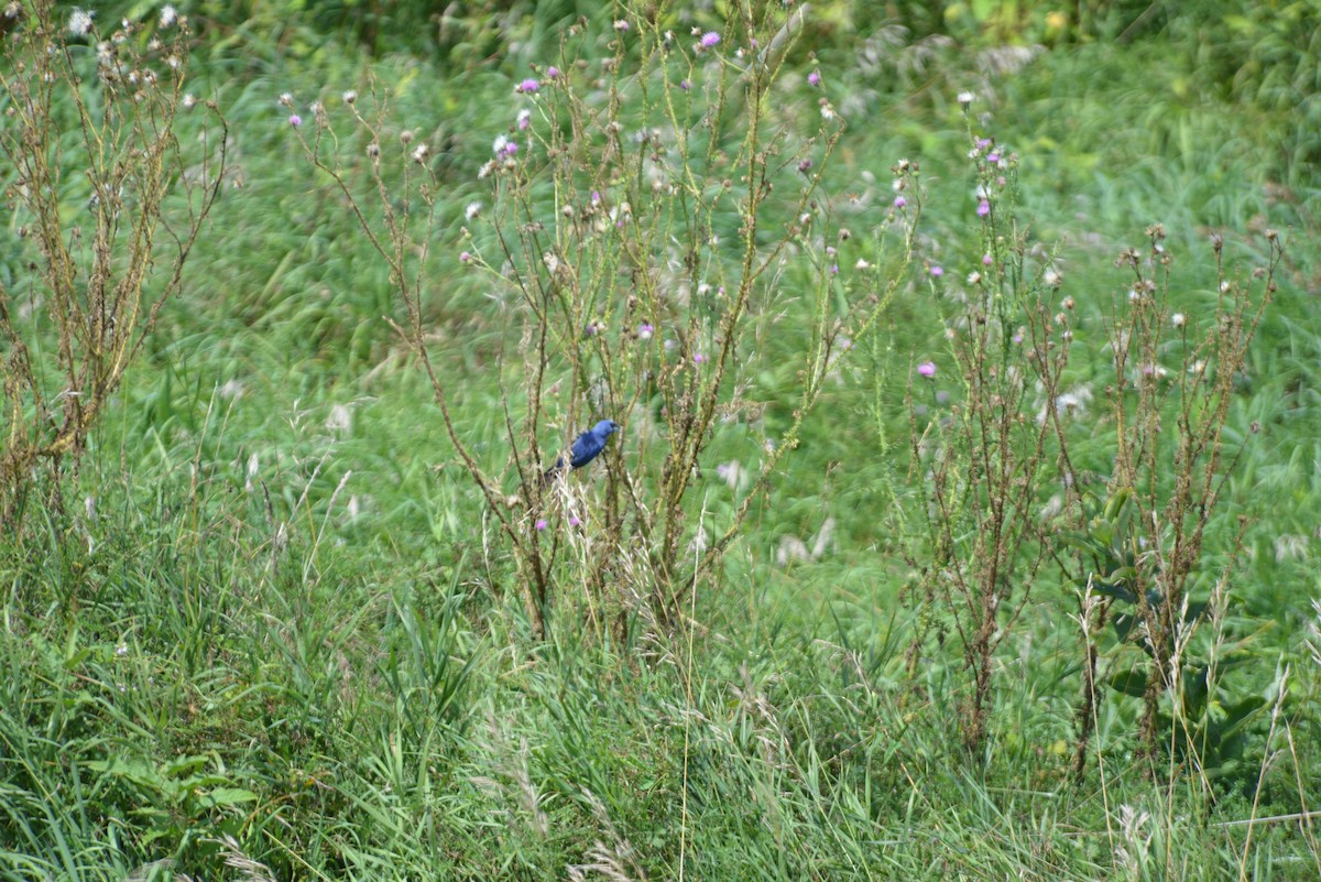 Blue Grosbeak - ML640330681