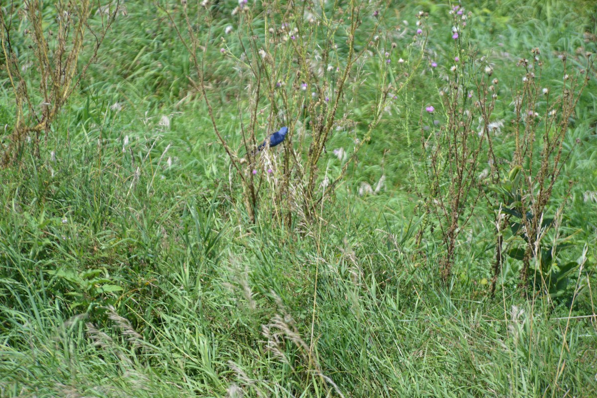 Blue Grosbeak - ML640330682