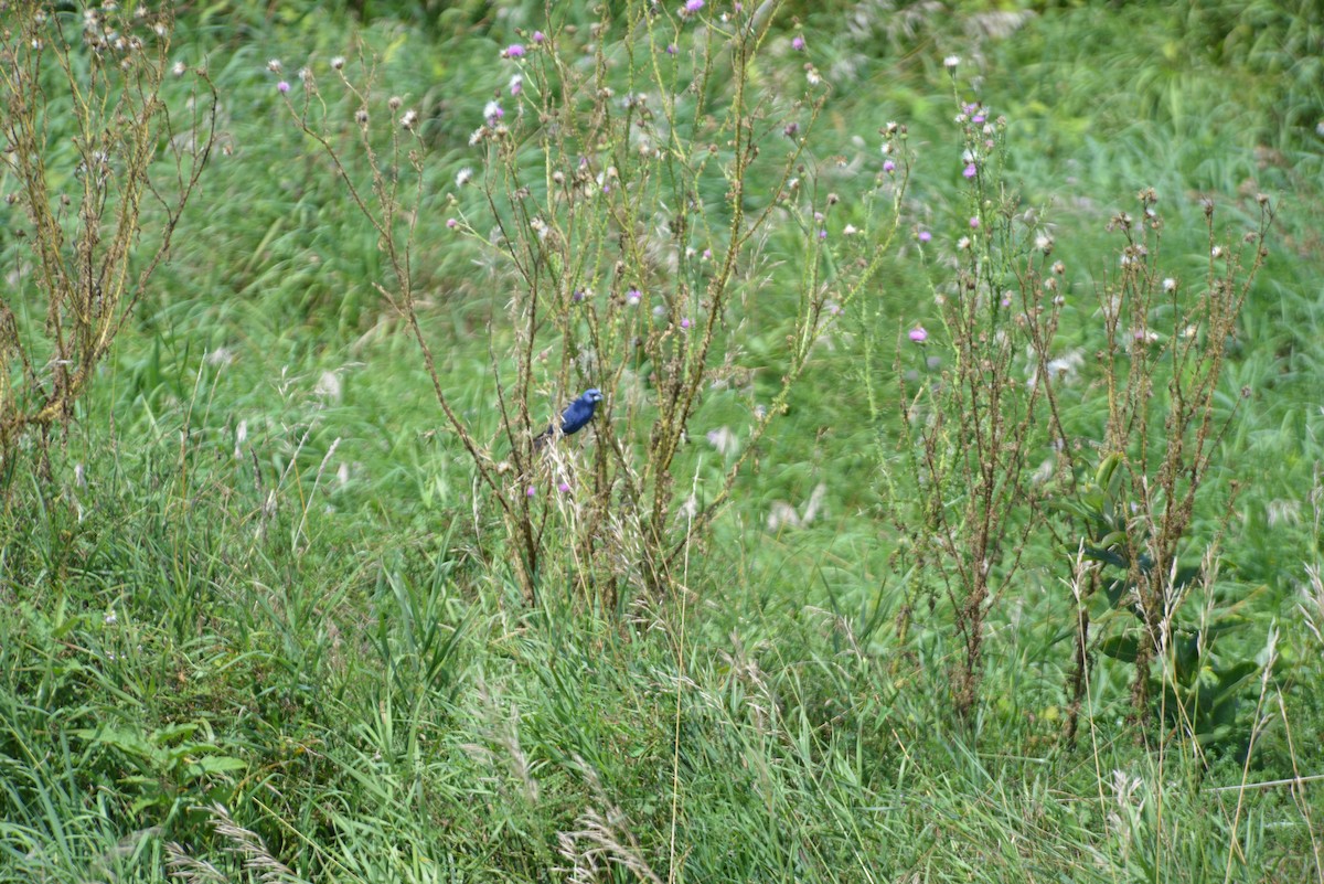 Blue Grosbeak - ML640330683