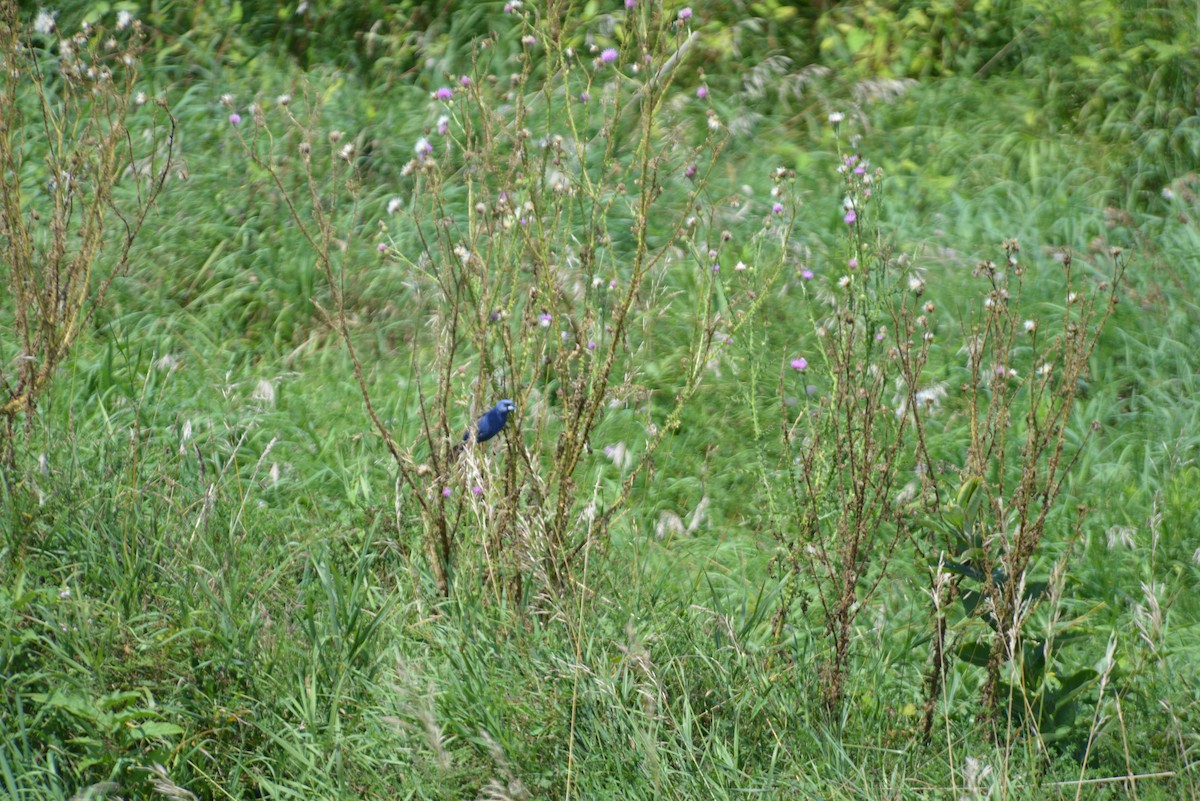 Blue Grosbeak - ML640330684