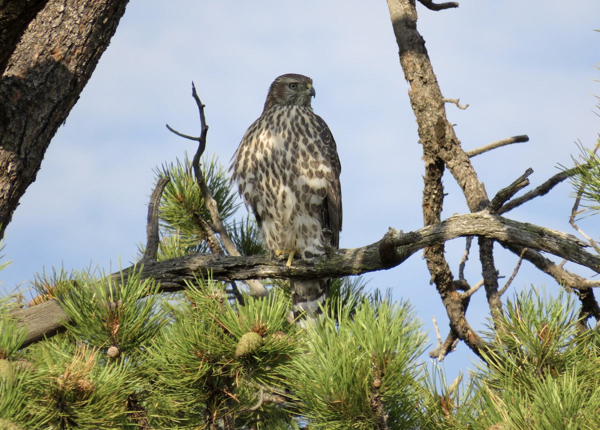 American Goshawk - ML640330722