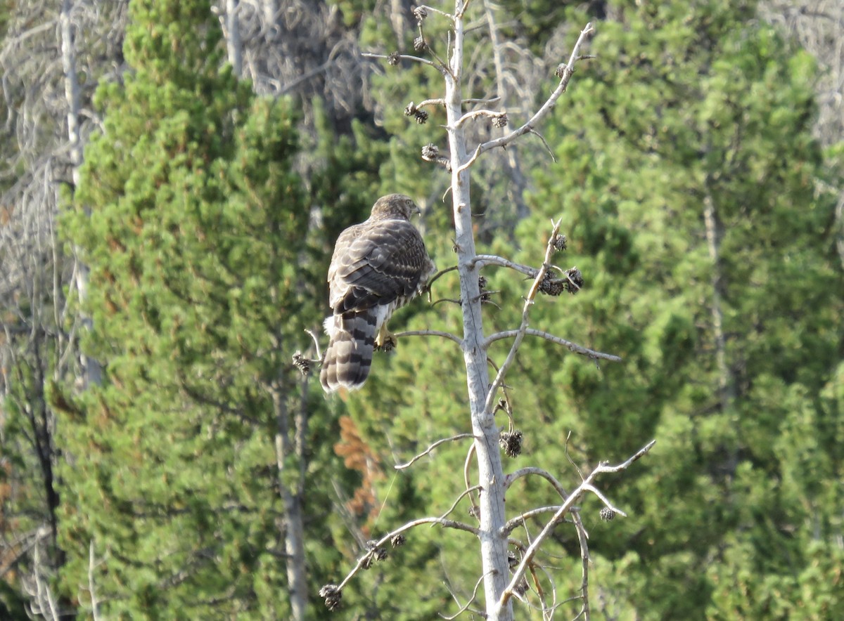 American Goshawk - ML640330728
