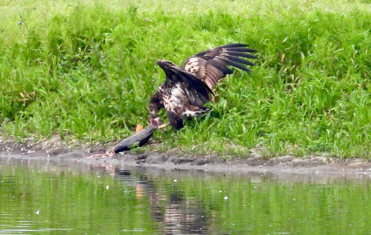 White-tailed Eagle - ML640330730