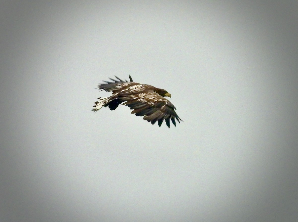 White-tailed Eagle - ML640330731