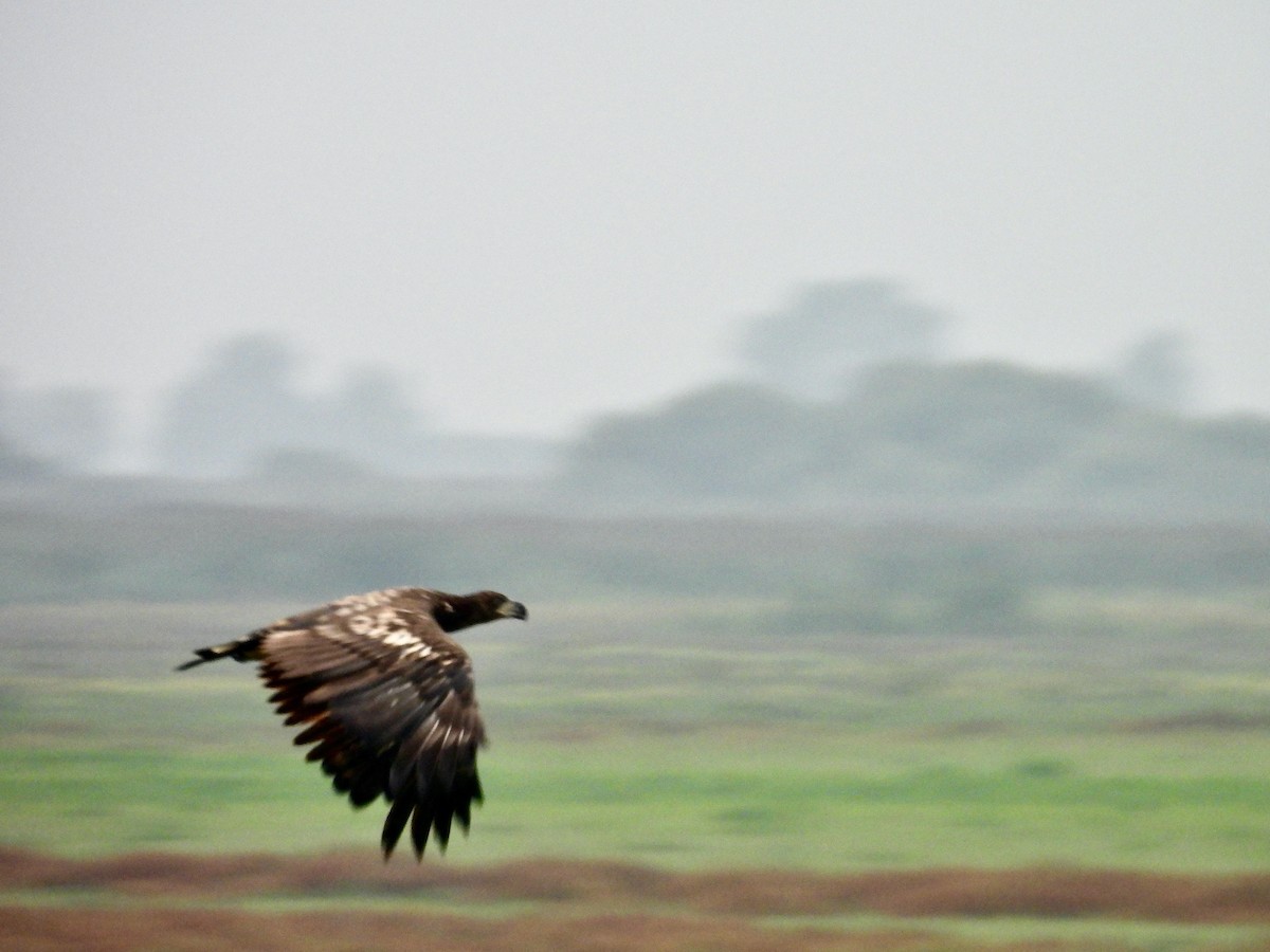 White-tailed Eagle - ML640330732