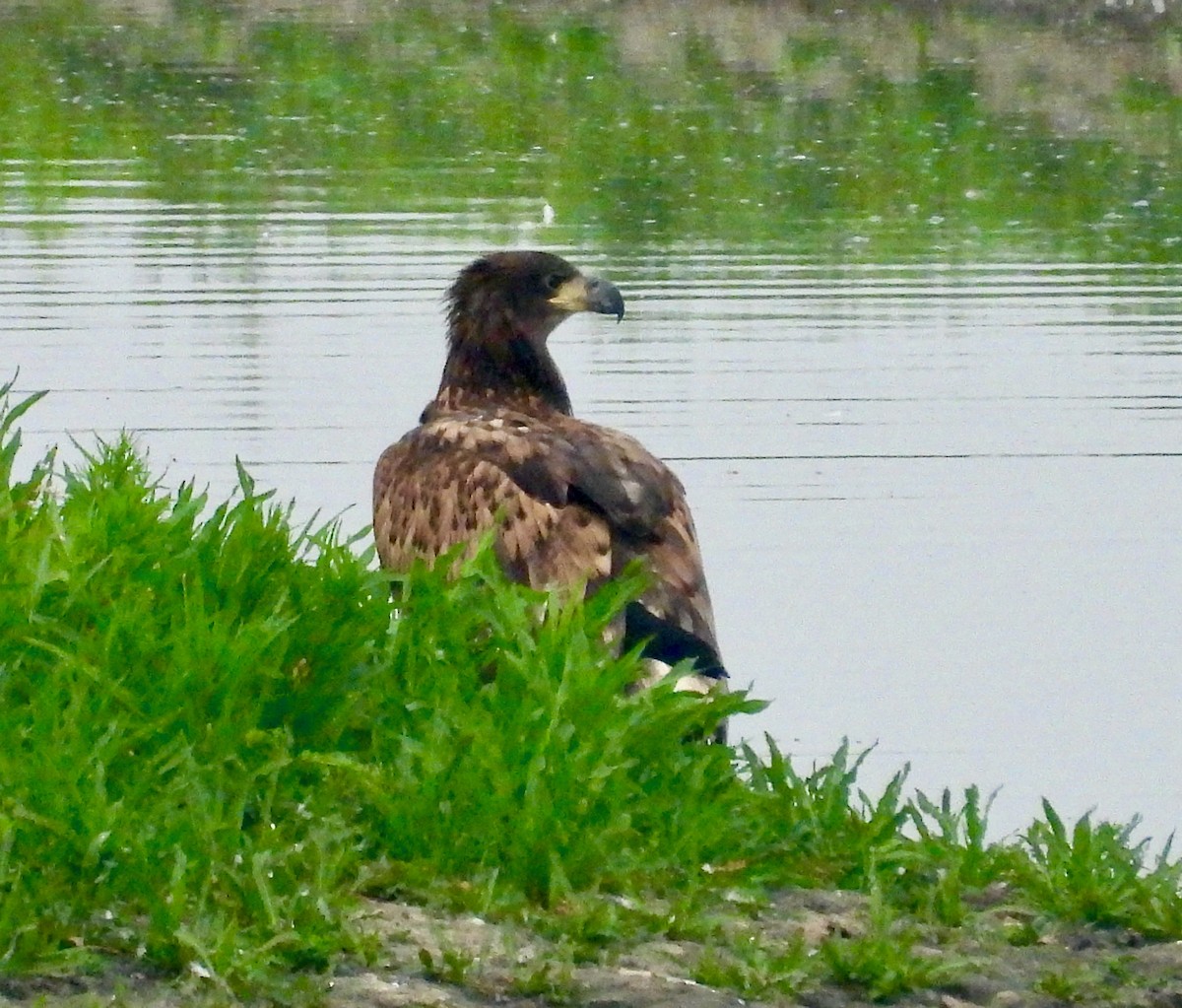 White-tailed Eagle - ML640330733