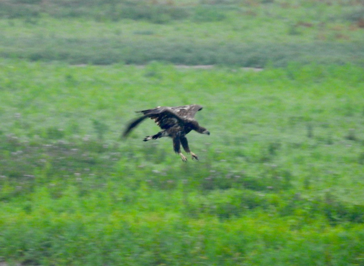 White-tailed Eagle - ML640330734
