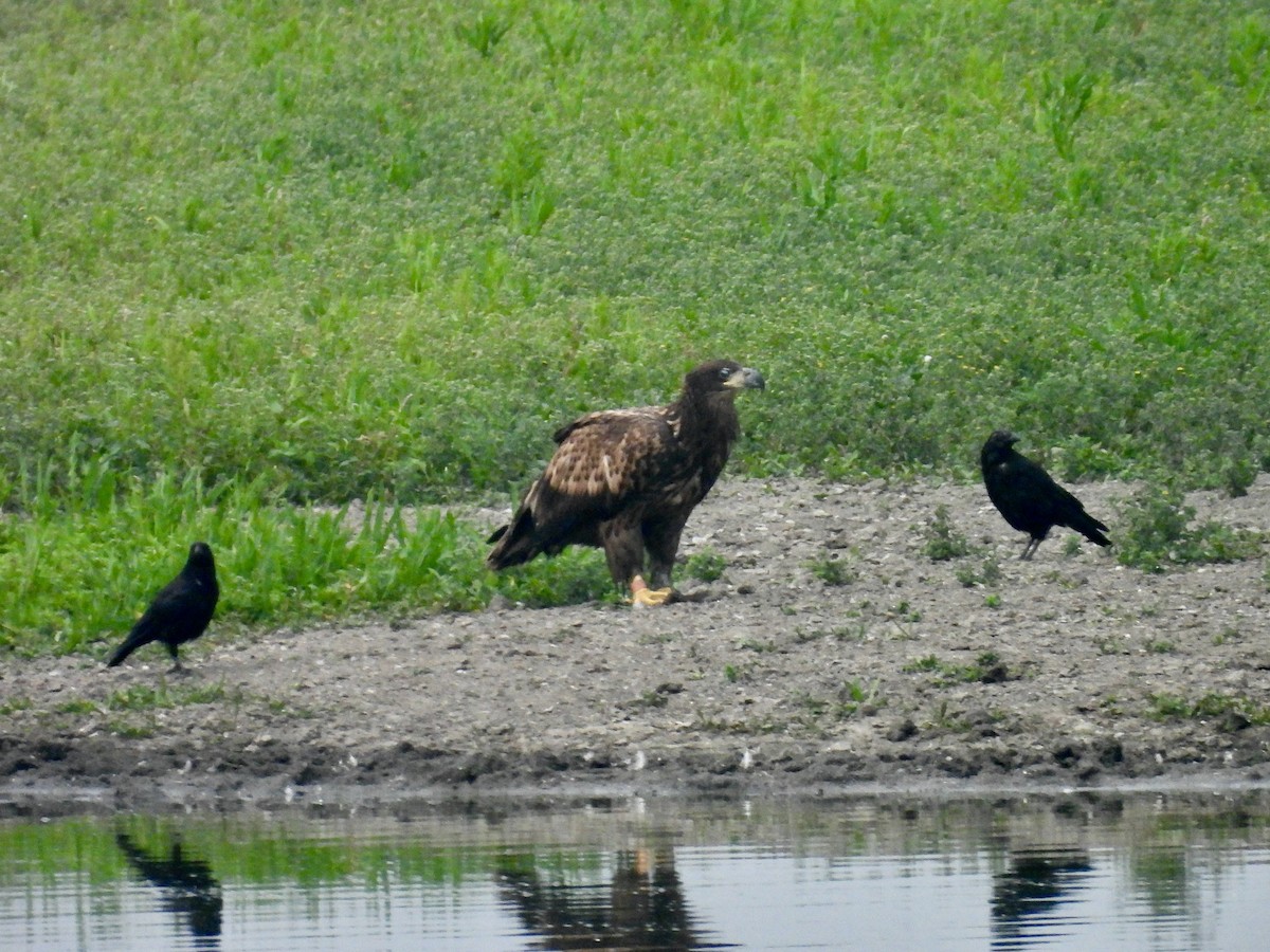 White-tailed Eagle - ML640330735