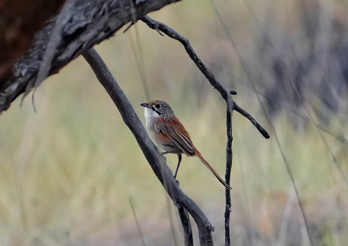 trávníček opaltonský - ML640330761