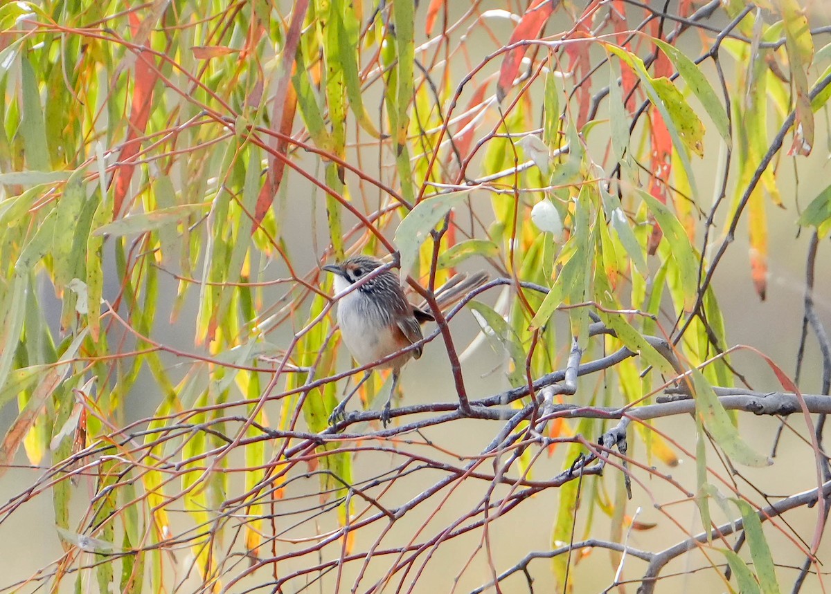 trávníček opaltonský - ML640330762