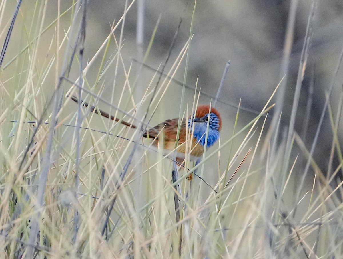 pokřováček spinifexový - ML640330778