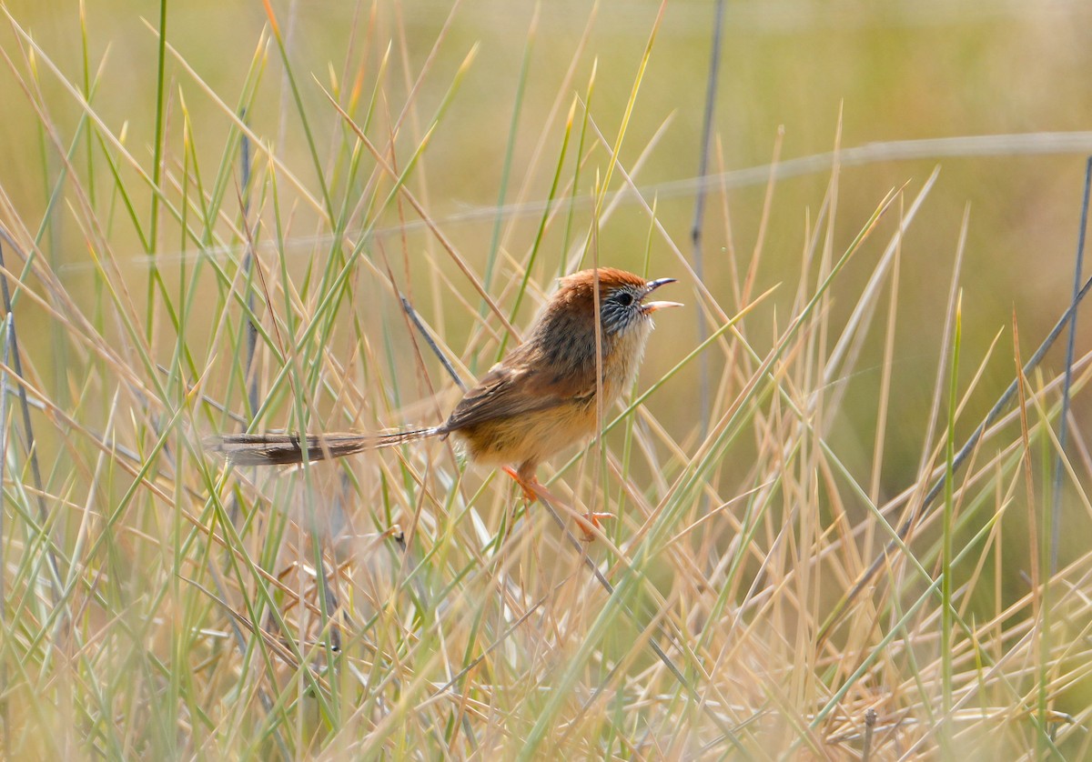 pokřováček spinifexový - ML640330779