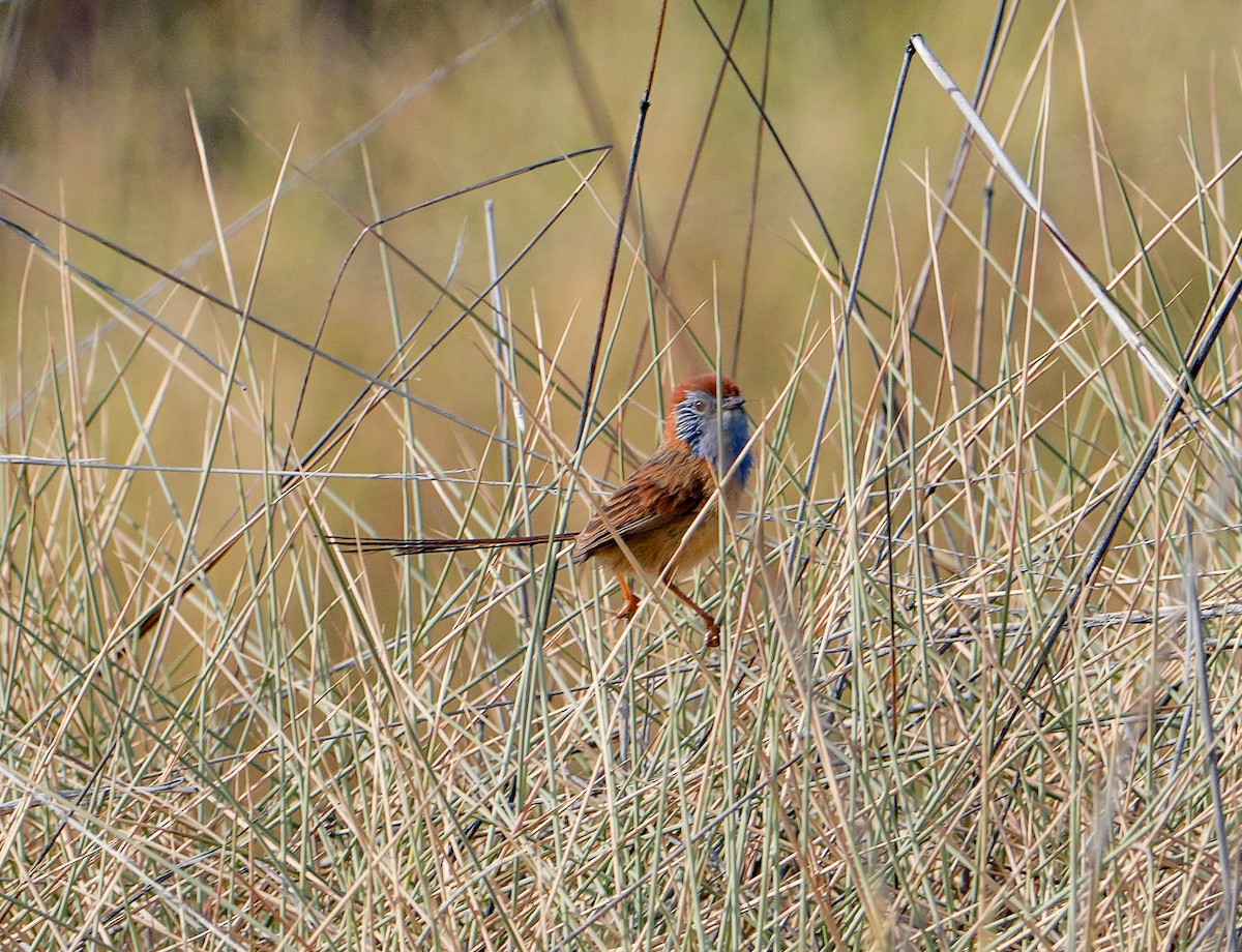 pokřováček spinifexový - ML640330780