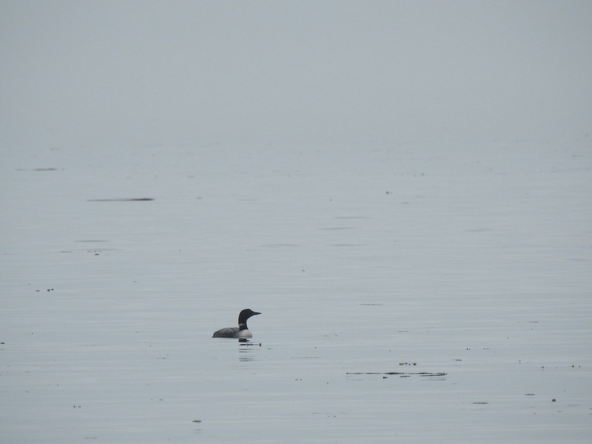 Plongeon huard - ML640330790