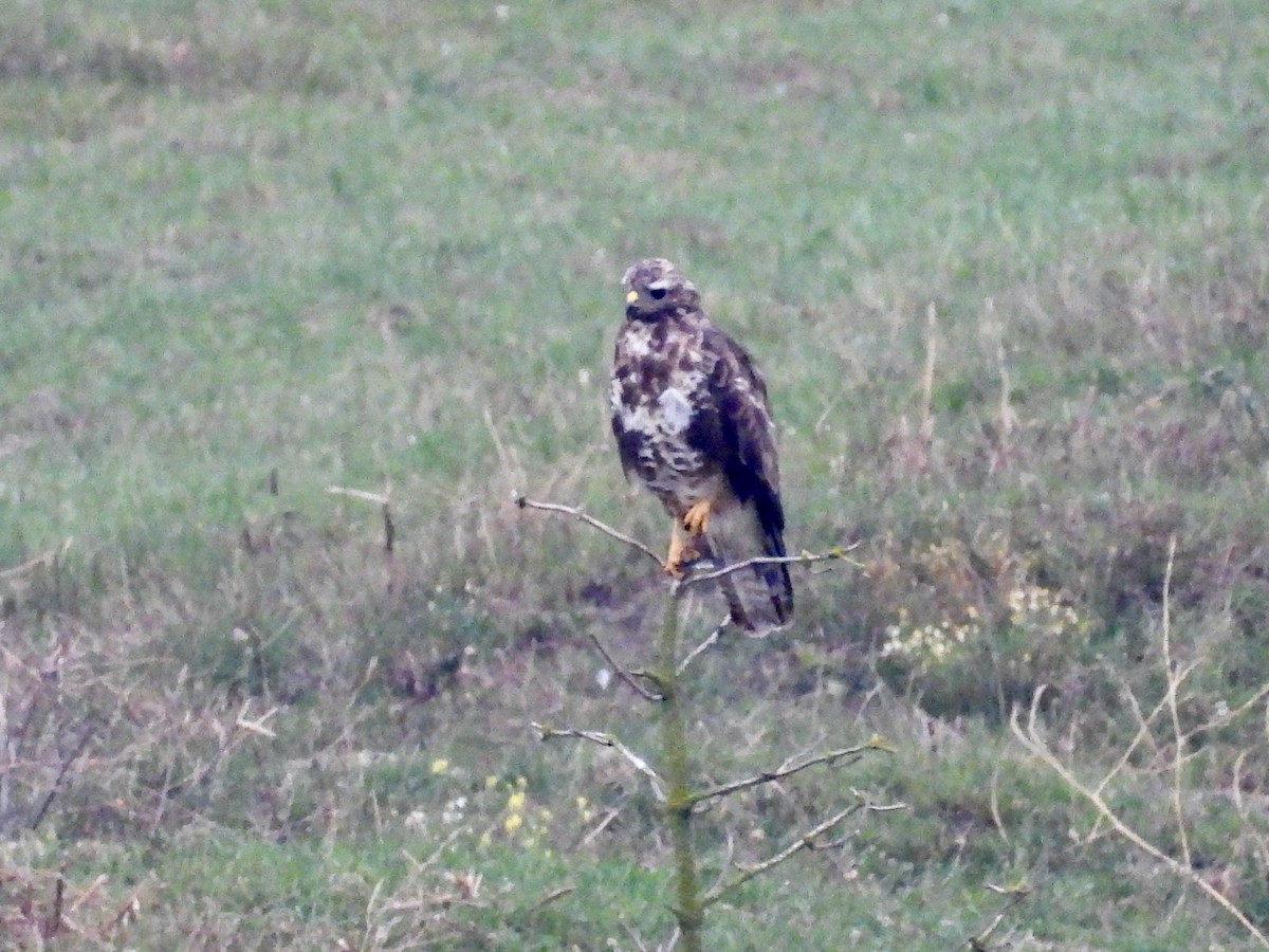 Common Buzzard - ML640330796