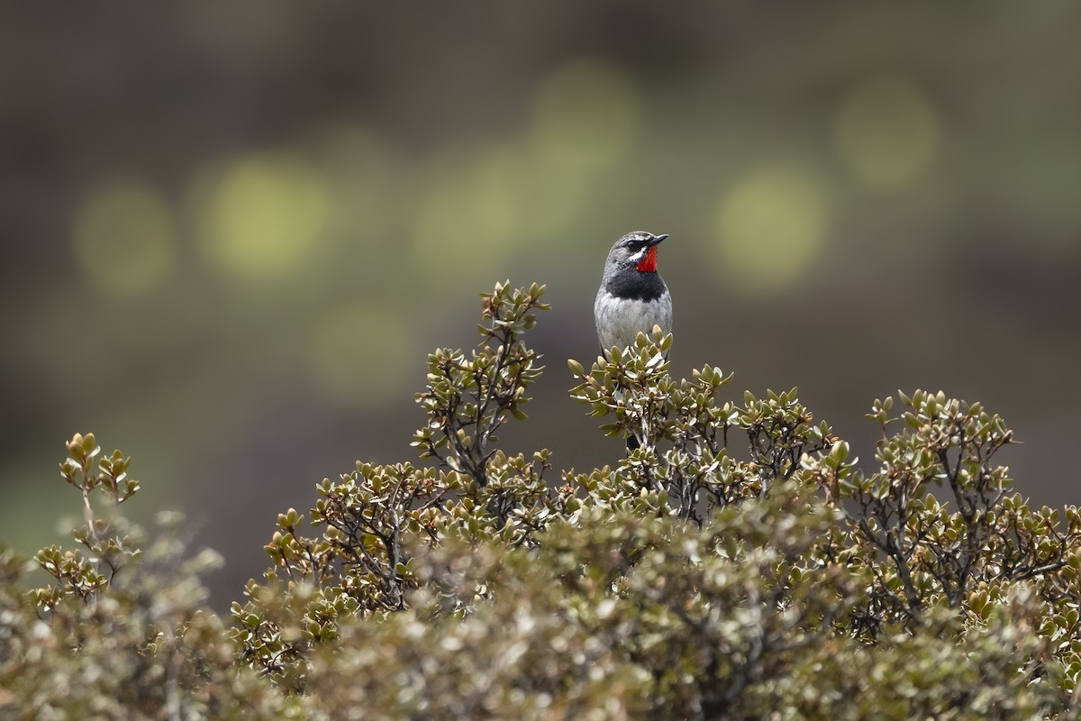 Chinese Rubythroat - ML640330817