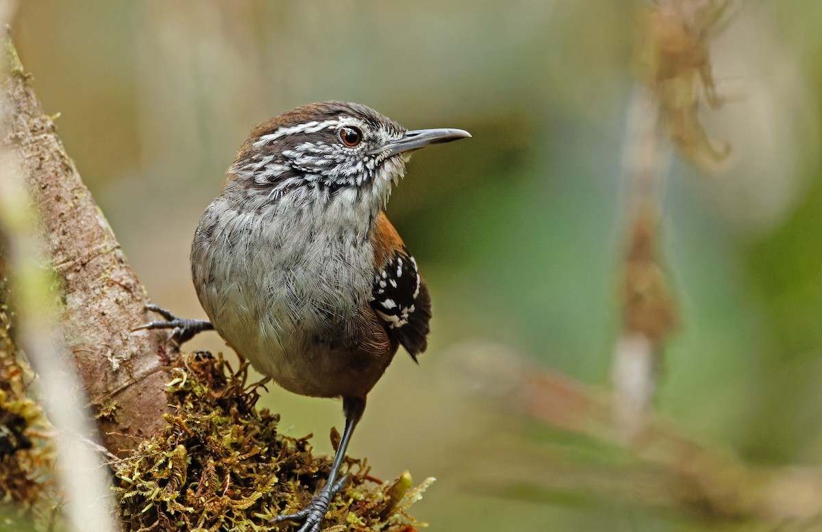 Bar-winged Wood-Wren - ML640330879