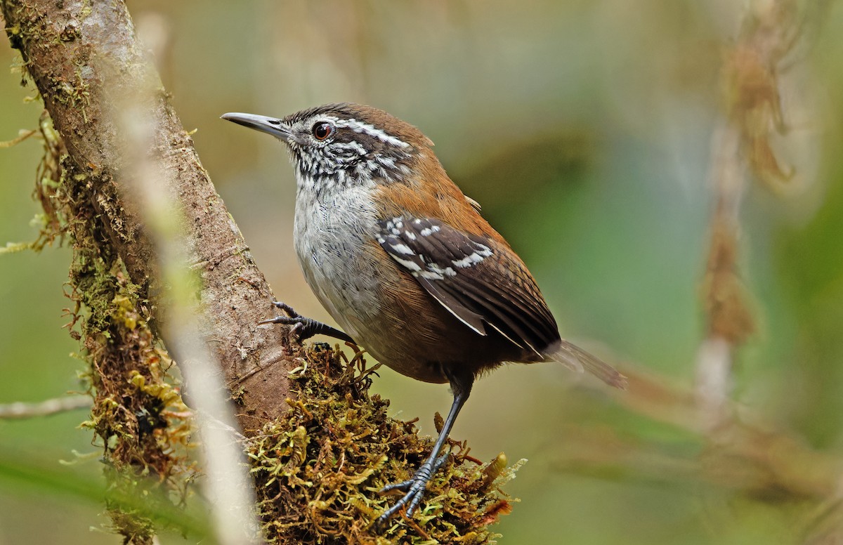 Bar-winged Wood-Wren - ML640330880
