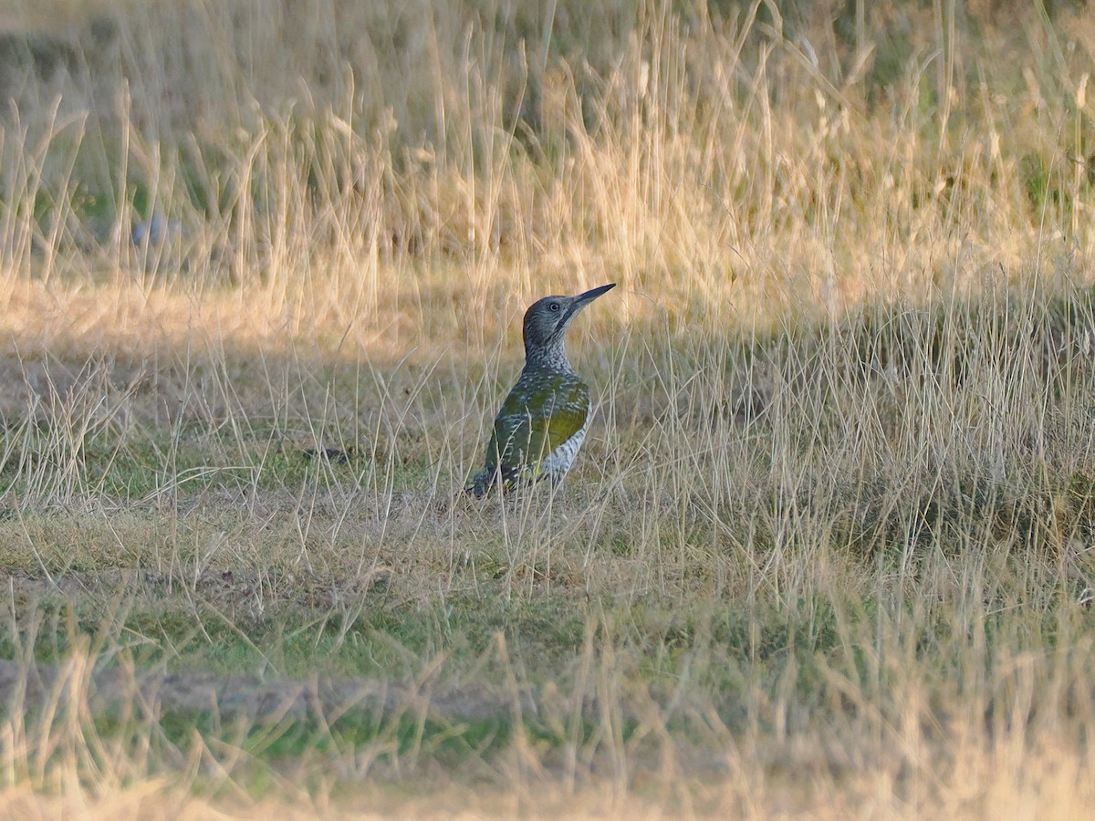 Eurasian Green Woodpecker - ML640330883