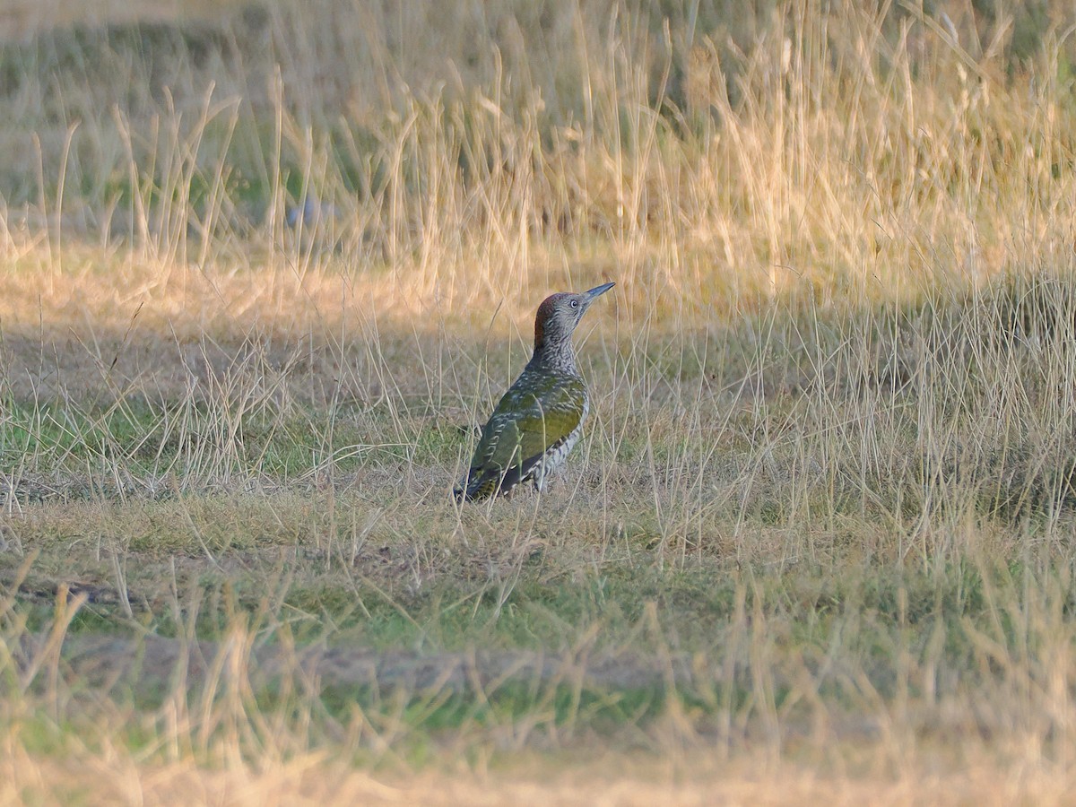 Eurasian Green Woodpecker - ML640330893