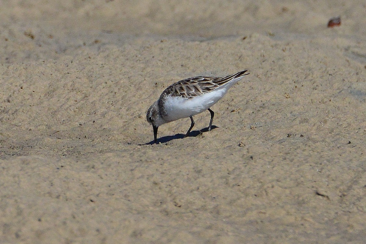 Red-necked Stint - ML640330895