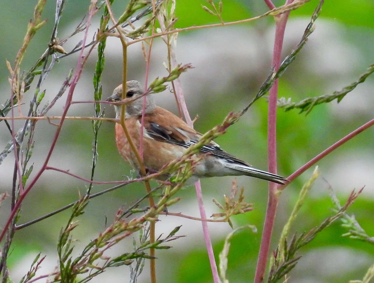 Eurasian Linnet - ML640330899