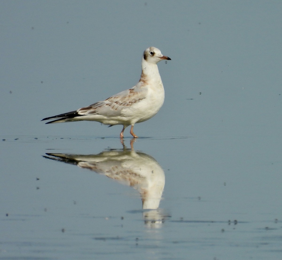 Black-headed Gull - ML640330970