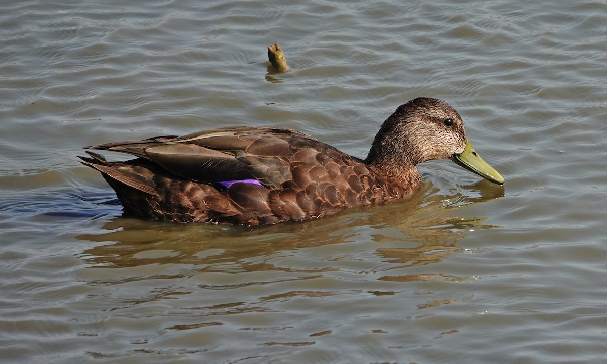 American Black Duck - ML640330994