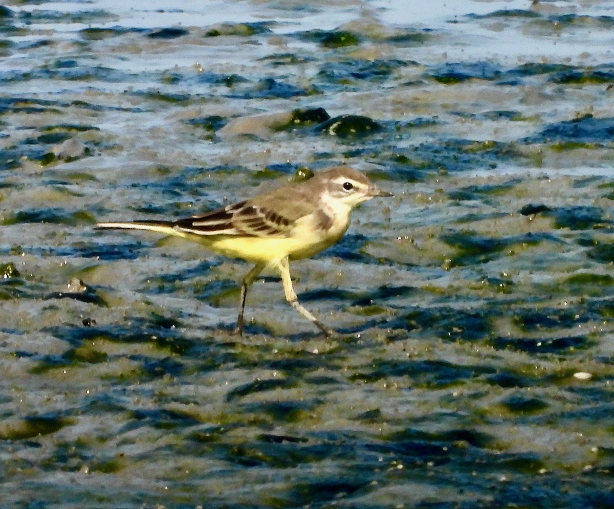 Western Yellow Wagtail - ML640331001