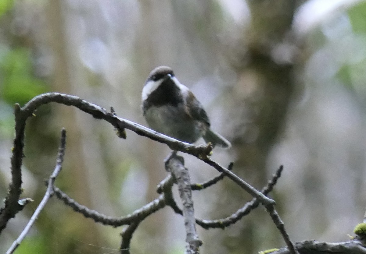 Chestnut-backed Chickadee - ML640331025