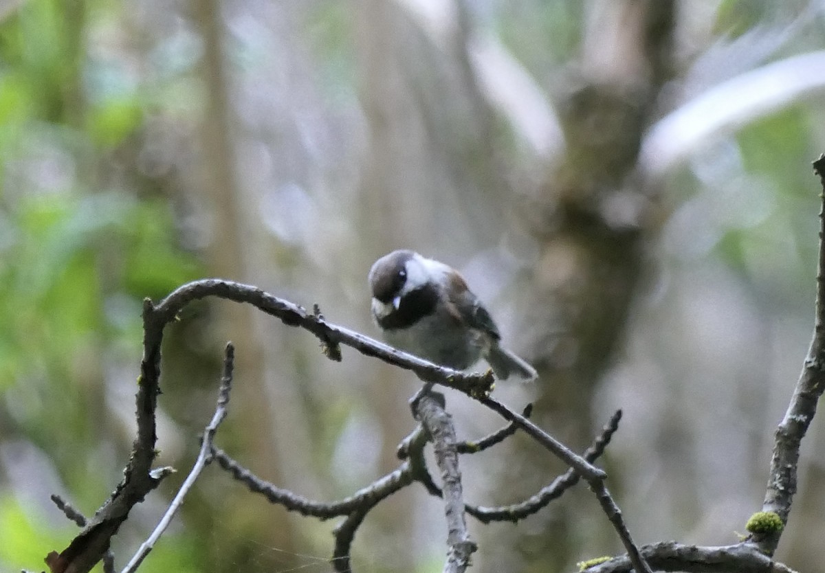 Chestnut-backed Chickadee - ML640331026