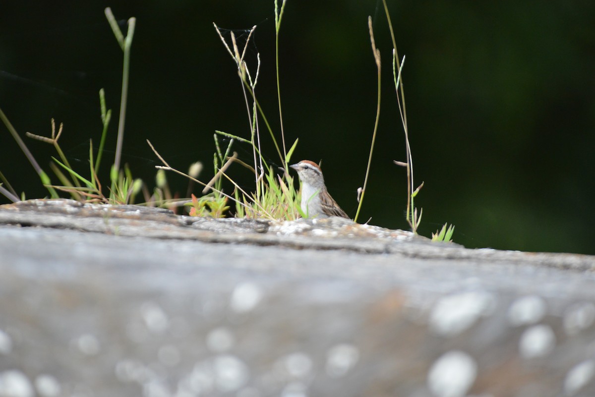 Chipping Sparrow - ML640331044